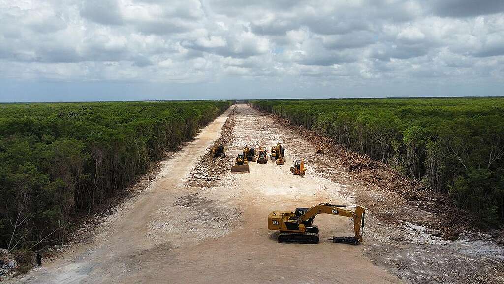 Quintana Roo's Jungle Under Threat: An Alarming Rate of Loss
