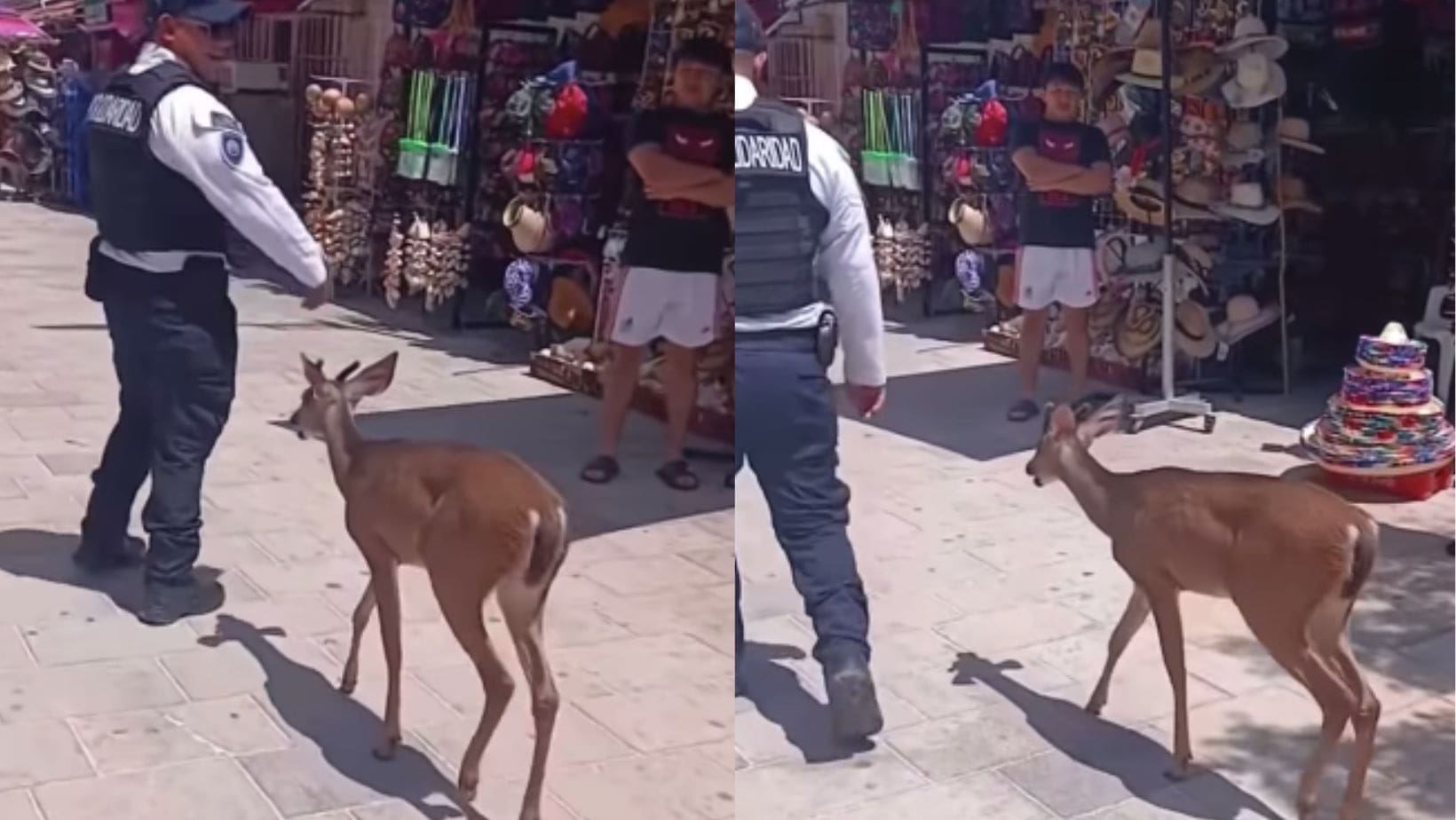 Deer Surprises Tourists on Playa del Carmen's Fifth Avenue