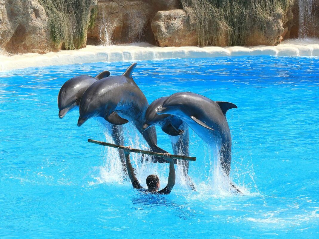 Goodbye to Dolphinariums in Quintana Roo: A Win for Marine Life