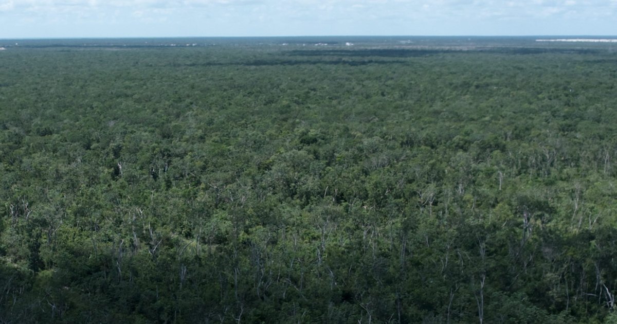 Aerial photograph of unbroken jungle canopy over the Región 10 corridor, Tulum
